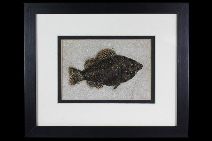 Framed Fossil Fish (Cockerellites) - Wyoming #144127